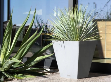 How to Propagate Lavender for Endless Blooms