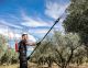 Vibreur à olives INFACO Electr'Oliv V5000